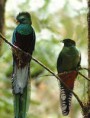 /album/fotogaleria/a060706-quetzal-3-jpg1/