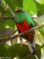 /album/fotogaleria/white-tipped-quetzal-jpg/