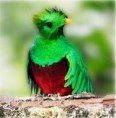 /album/fotogaleria/quetzal-guatemala-jpg/
