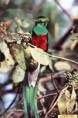/album/fotogaleria/quetzal-green-lightning-productions-jpg/