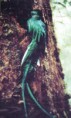 /album/fotogaleria/quetzal32-jpg1/