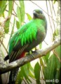 /album/fotogaleria/quetzal1-15-jpg/