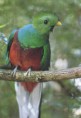 /album/fotogaleria/quetzal-jpg1/