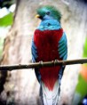 /album/fotogaleria/er-elolvido20quetzal-jpg/